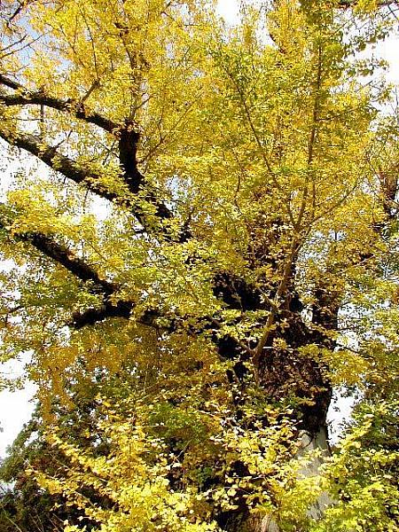 樹齢580年というイチョウの木。大きさも然ることながら、キレイに化粧された黄色い色が印象的でしたよ！ 
