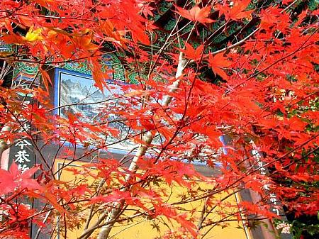 紅葉といえばやはりモミジは欠かせません。深い赤色とお寺の雰囲気が趣きを誘います。 
