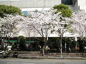 写真で見る釜山の桜～２００５年編！