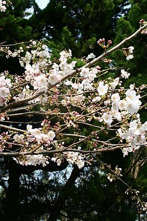 写真で見る釜山の桜～２００５年編！
