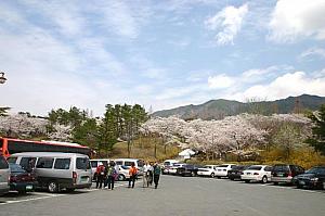 慶州の桜スポット