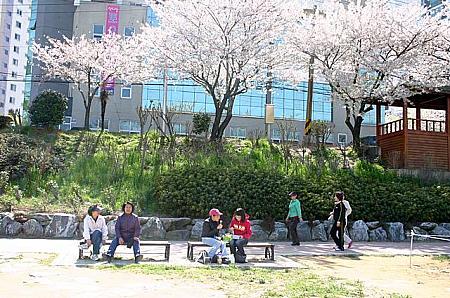 今までもこの桜は見られたんですが、整備されたこともあり、たくさんの人が散歩をしたり、お弁当を食べたり、お酒を飲んだり（本当は禁止なんですが･･･）、とお花見を楽しむ人でにぎわっていました。