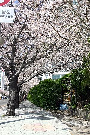 写真で見る釜山の桜～２００７年編！