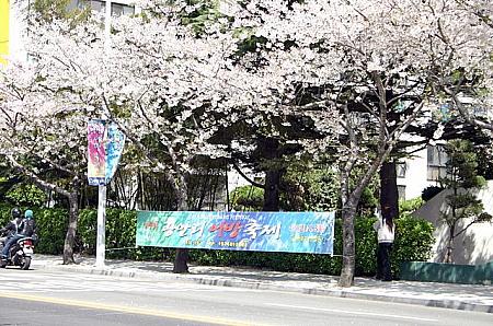 また、今日（4/6）から4/8の日曜日までは広安里ビーチとこちらの通りを中心に「オバン祭」という釜山名物のお刺身とこちらの桜をテーマにしたお祭が行われますので、旅行中に時間のある方はのぞいてみられてはいかがですか？