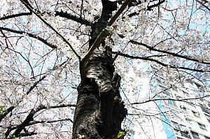 写真で見る釜山の桜～２００７年編！