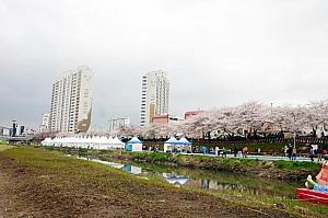 写真で見る釜山の桜～２００８年編！