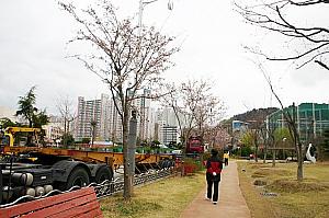 写真で見る釜山の桜～２００８年編！