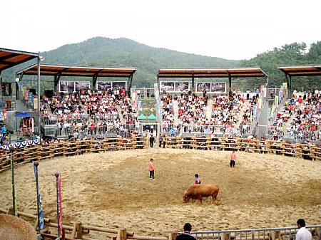 韓国の「牛相撲」を見てきました！