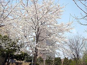 写真で見るソウルの桜～２００７年編！桜