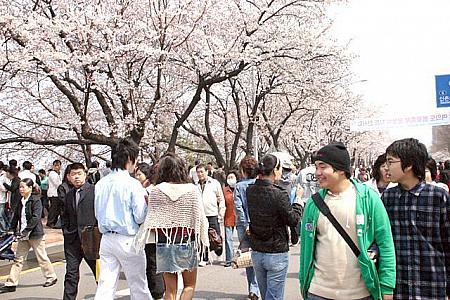 写真で見るソウルの桜～２００７年編！桜