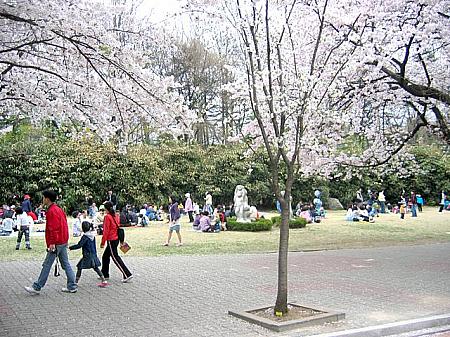 写真で見るソウルの桜～２００８年編！桜