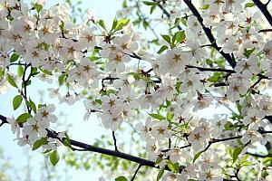 写真で見るソウルの桜～２００８年編！桜