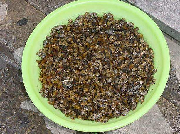 食欲増進にはタスルギ（タニシ！！）。カルククスに入ったりしています。 -東大門運動場近所の食堂にて