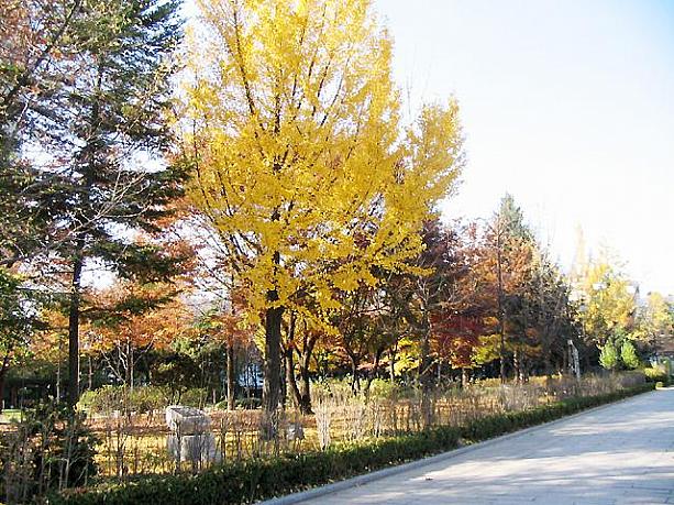 終わりに近づくソウルの紅葉。ソウルにいらっしゃる方、最後まで楽しんでくださいネ。