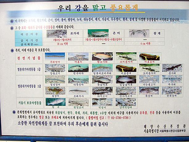 漢江に生息する魚たち。意外と多くの種類の生き物が住んでいるんですね！