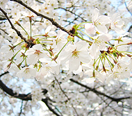 今週の話題と言えば！？桜と選挙！ -狎鴎亭・薬水