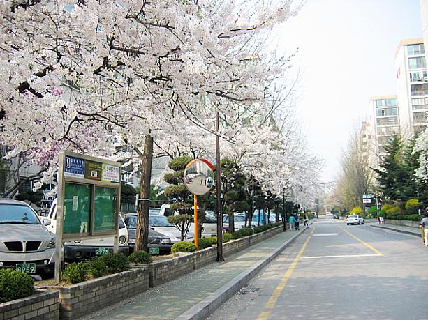 先週くらいから少しずつ咲き始めていたソウルの桜があちこちで急に満開モード！狎鴎亭（アックジョン）にあるアパート前にもキレイな桜並木が〜！そういえばここ何日かで急に暖かくなりましたもんね〜