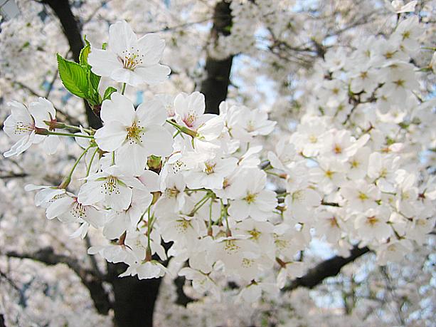 花はまさに満開状態。桜で有名な汝矣島（ヨイド）でもたくさん咲いているそう。今週はソウルで桜を楽しむのにちょうど良い一週間になりそうですネ＾＾。