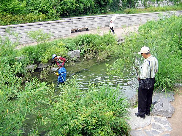 確かに川沿いの雑草も多いこの辺り。お掃除おつかれさまです！意外と長い清渓川、普段と違うところを歩いてみるとまた違った発見があるかもしれませんョ！
