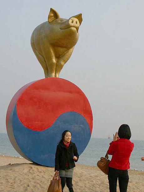 韓国では来年の干支が「豚」なんです！しかも、600年に一度訪れるといわれている黄金の豚年なんだそうですよ〜。１月の上旬までビーチに展示されているそうです。
