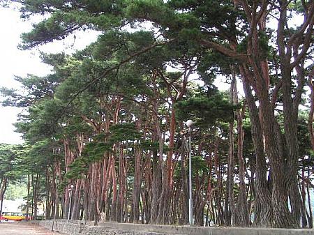＜学校の隣には、古い古い松林。すぐ先にはきれいなビーチも＞