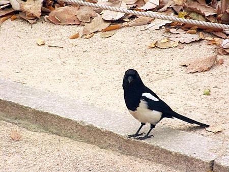 ろさりーのソウル２泊３日 大忙しの母娘二人旅