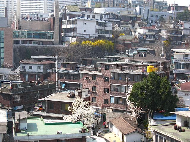 春爛漫 住宅地に咲く花ウォッチング ソウルナビ