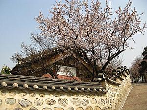 写真で見るソウルの桜と春の花～２００９年編！桜
