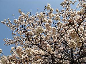 写真で見るソウルの桜と春の花～２００９年編！桜