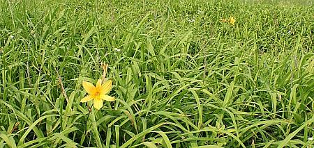 かんばっくみぽりん第１０弾！韓国主婦事情「走れ！みぽりん、アスリートが行く」