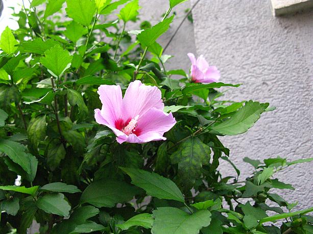 韓国の国花、そして夏の花であるムグンファ(無窮花、和名はムクゲ)が咲いているのも発見！