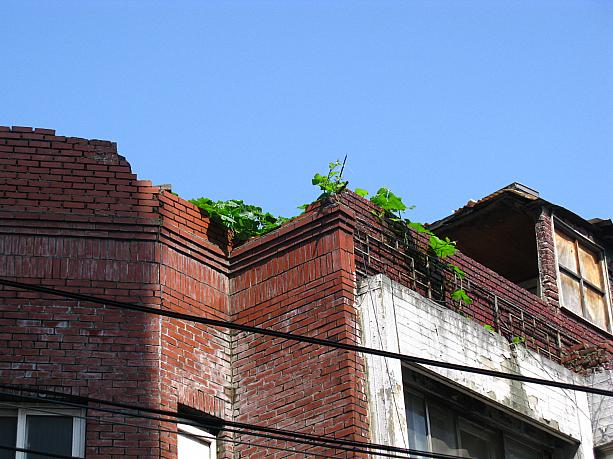 ・・・と、民家の屋根から植物のつるが伸びています！昔、韓国では建物の屋根でカボチャとかヘチマなどの蔓植物を育てたとか。現在もたま～に見かけます。今年は今までまだ見ませんでしたが、たくさん雨が降ったあとに急に晴れたから一気に成長したのかな～！？＾＾