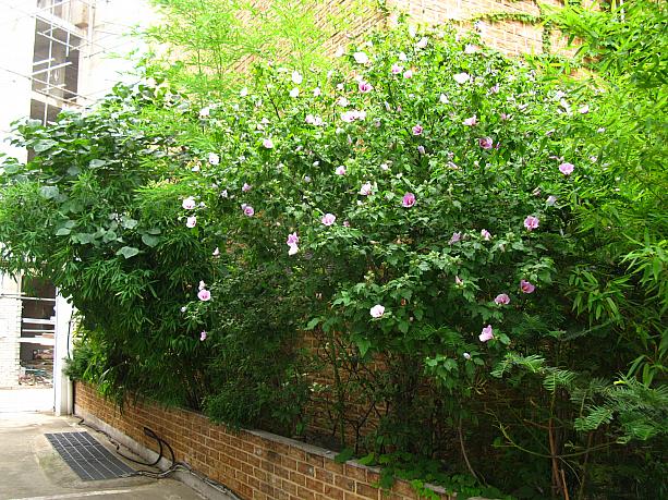 今日は道を歩いていると、何か所かでムクゲの花が咲いているのを見かけました～。咲き始めでまだ１、２個しか花をつけていない木がほとんどでしたが、すでにこんなにたくさん咲いてるトコロも～！＾＾