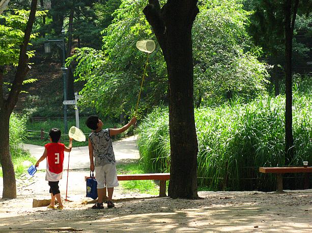 あっ、セミ取りをしている男の子が～。そういえば、学校はもう夏休みでしたね！そうそう、それから今日は今年初めてセミの鳴き声を聞きました。ナビの経験では、韓国ではセミが鳴き始めるとチャンマ(梅雨)は終わりだったような・・・(あくまでも、ナビが今まで感じたコトですが＾＾；)