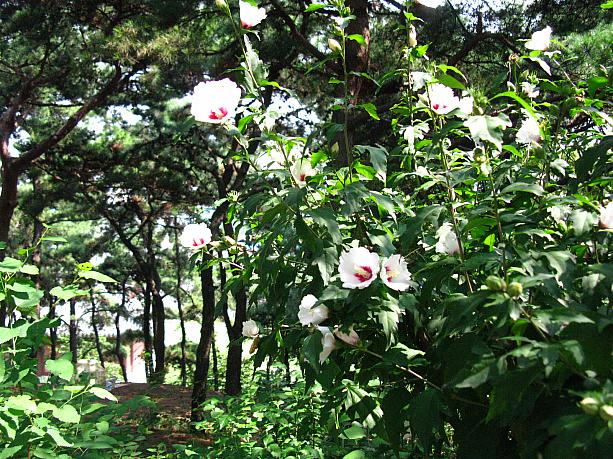 こちらの公園は、夏になると韓国の国花であるムグンファ(ムクゲ)の花がキレイなことでも知られているとか。今日はまだ満開ってほどではなかったけれど、ところどころで咲いている花もありましたョ＾＾