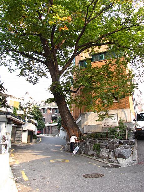 どデカイ木だなぁ～！と思わずつぶやいちゃうくらい大きな木！ナビは「となりのトトロ」を思い出しちゃいました^^