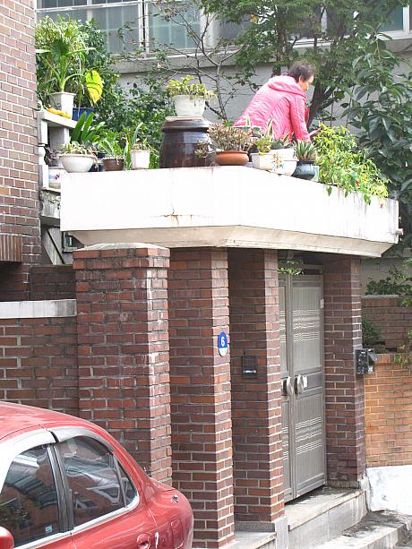 とここで！この町の不思議なもの（？）特集を^^まずはこちら！おばあさんが植木を管理してるんですが、どこで立ってるの～？？と見てるこっちが心配になる（不思議になる）くらい光景・・・。