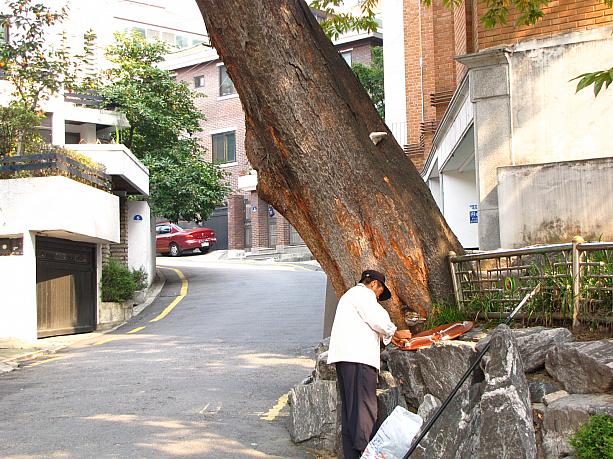 そばのおじさんや、道路に比べるとデカイのが一目瞭然！この木は樹齢３１０年だとか！？３１０年もずーっとこの町を見守ってくれてるんですねぇ。そう考えるとなんだか不思議というか、神秘的というか。思わず手を合わしてしまったナビでした^^