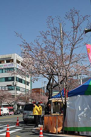 写真で見る2010年鎮海軍港祭 桜 ロマンス橋中園ロータリー