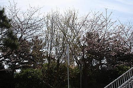 韓国でも学校には桜の木がかなりありますよ！