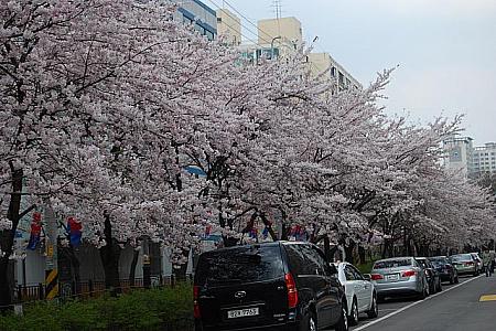 日中に撮影した桜