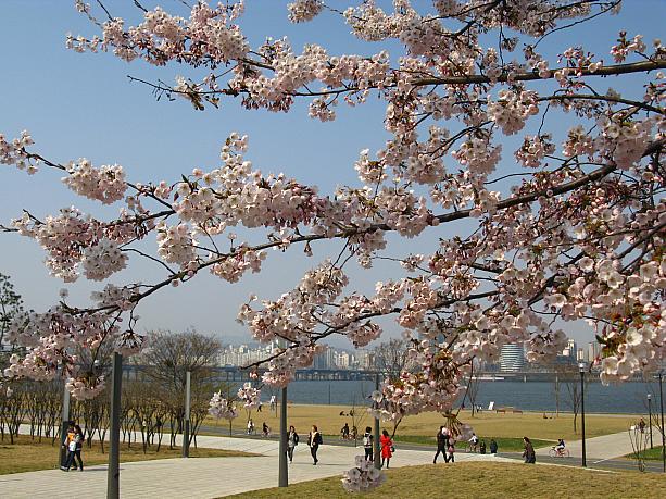 ここ汝矣島は、漢江や遠くに立ち並ぶビルを背景に桜が見られる、というのも見どころ。