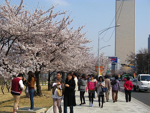 お天気も良く、暖かかった今日はまさに桜日和♪　たくさんの人が花見に訪れていましたよ！といっても、韓国の花見といえば日本とは違って花を眺めたりお散歩をしたりするだけですが・・・＾＾