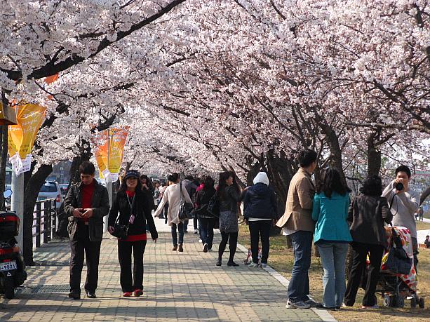 ソウルで一番の桜の名所と言われる汝矣島(ヨイド)！先週末頃から少しずつ咲き始めていた桜が、いよいよ満開に近づいてきましたあー＾＾　見事な桜のアーチができています！！