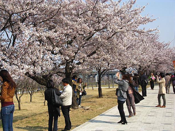 漢江と桜をバックに、記念撮影～