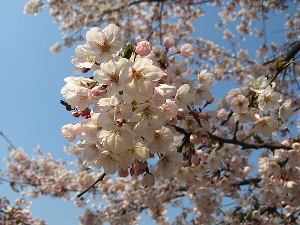 今日はまだ、満開の一歩手前といったところかな！？今週末頃が一番のピークになりそう～＾＾