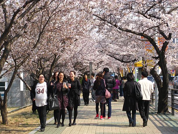 桜の下を歩く人は、みんなとっても楽しそう♪長く厳しかった今年の冬はとうとう終わり！ソウルにも春本番の到来でーす！！＾＾*