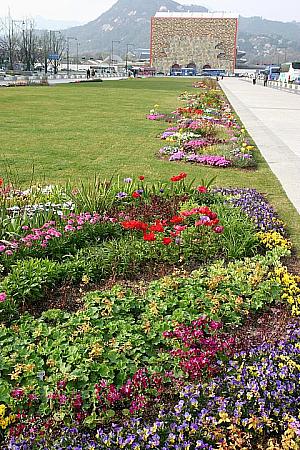 光化門広場は世宗大王の後ろから光化門に続く芝生のふちをお花でデコレーション。
