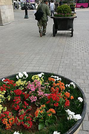 清渓広場にも花壇ができてました。こちらもフォトスポットに。