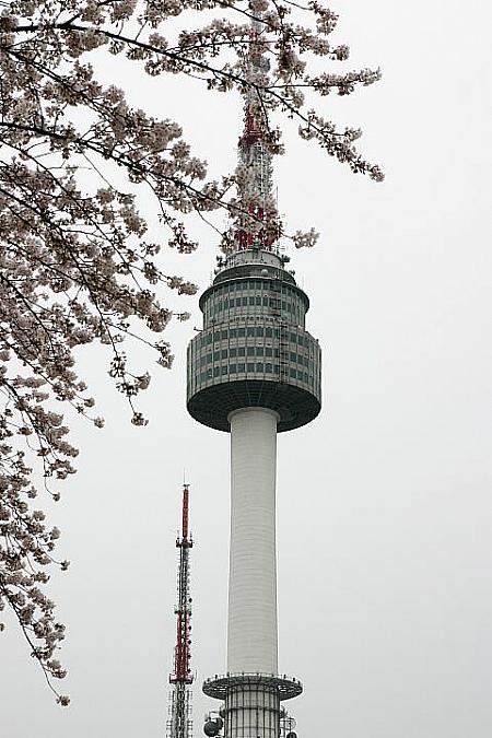 写真で見るソウルの桜と春の花～２０１０年編！